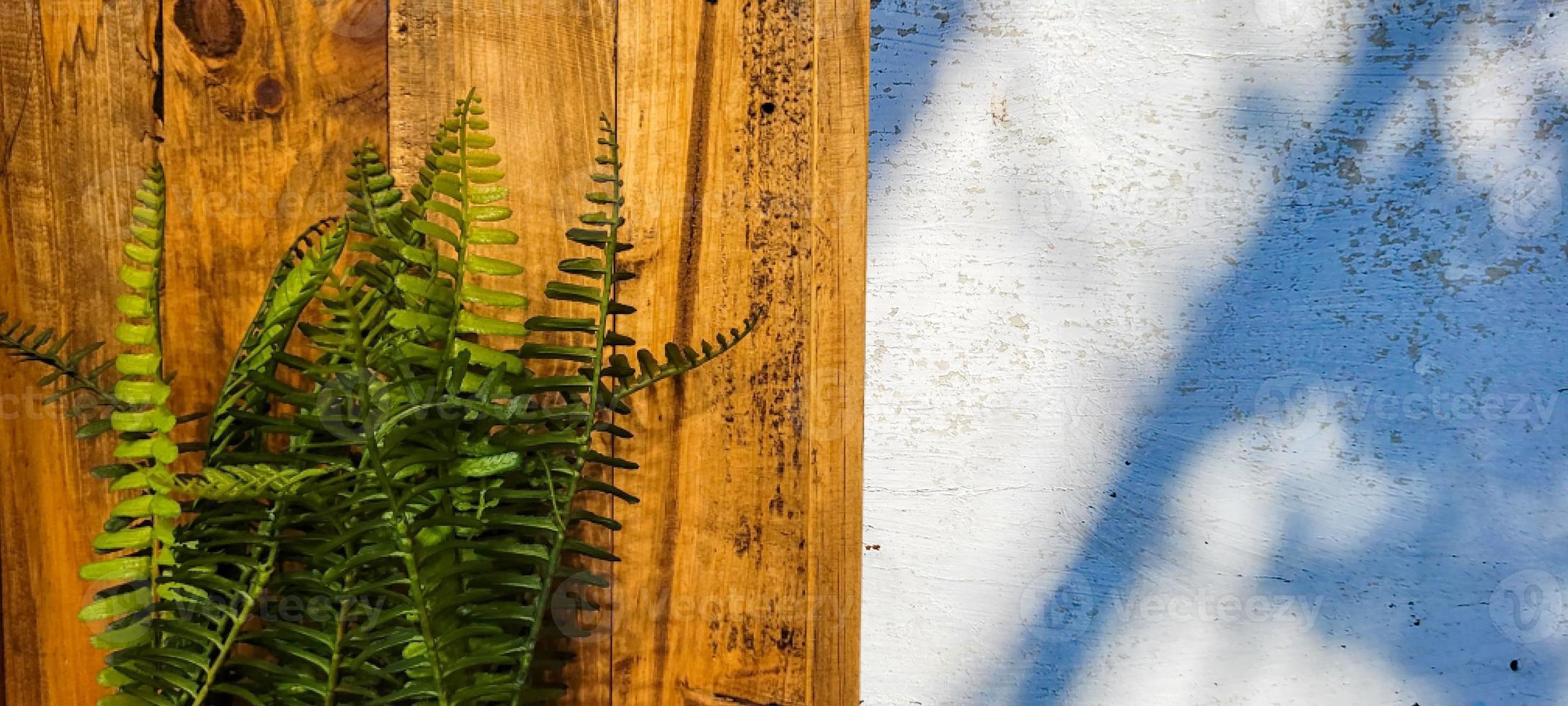 white rustic wood background with fern photo