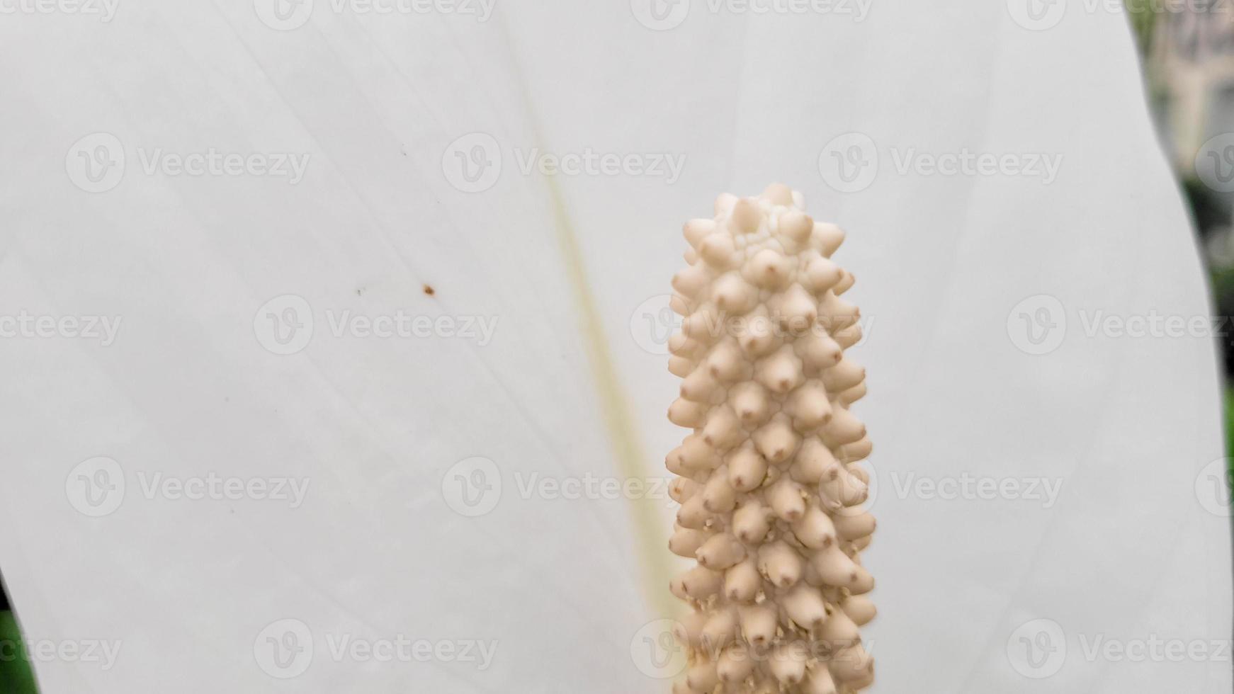white flower with delicate petal lily photo