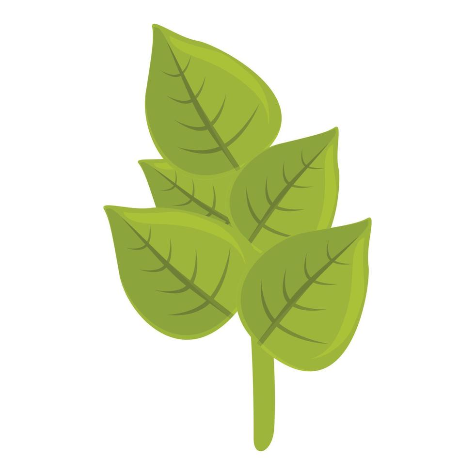 Sage oregano icon cartoon vector. Leaf herb vector