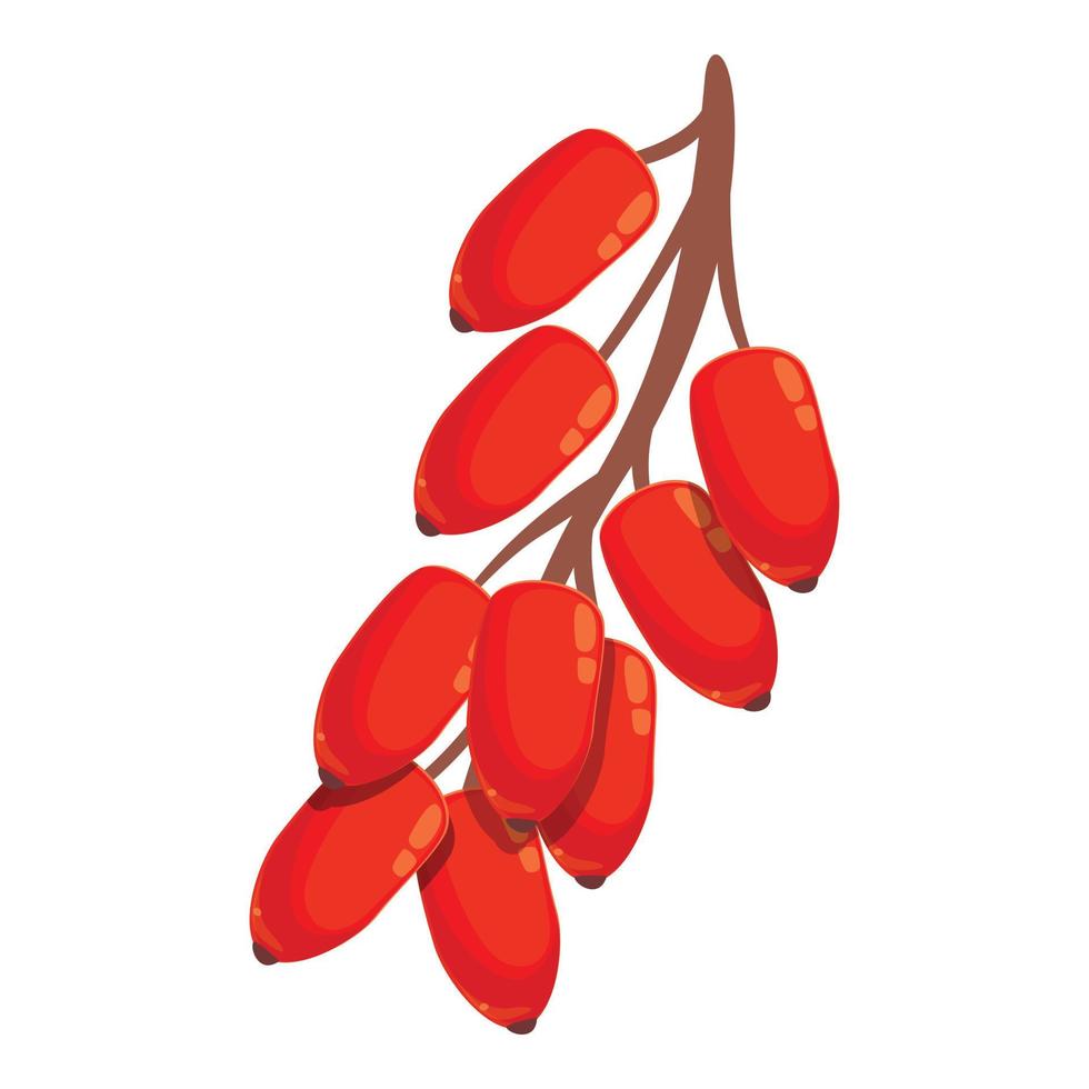 Berberine icon cartoon vector. Barberry fruit vector