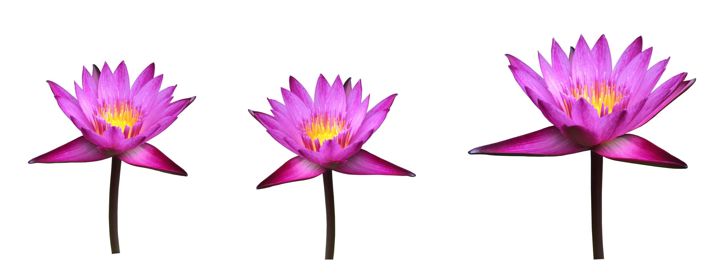 Isolated single violet nymphaeaceae or lotus flower with clipping paths. photo