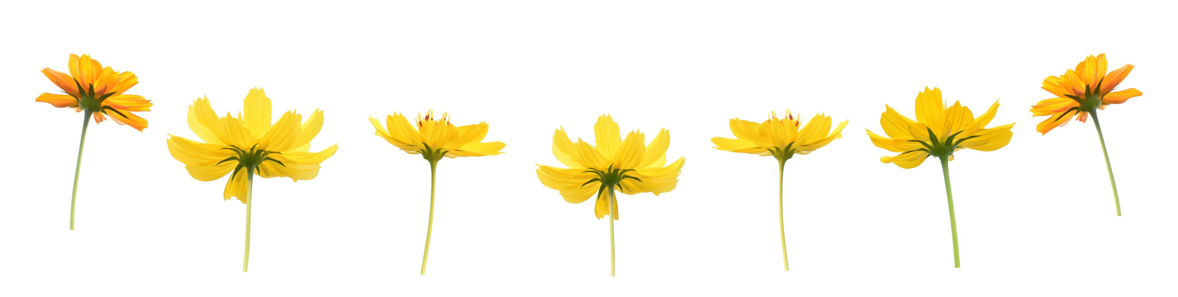 Isolated yellow cosmos flowers with clipping paths. photo