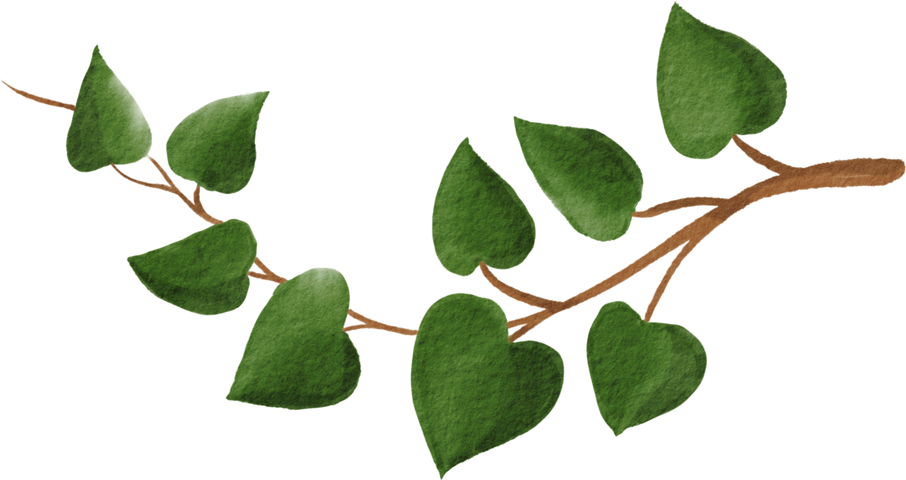 cutout ivy plant watercolor simplicity painting. png