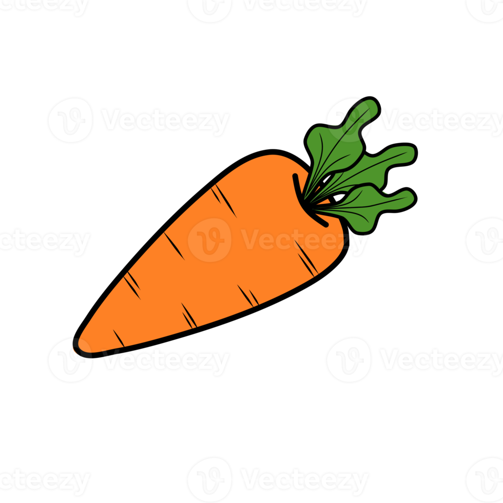 Carrot illustration. Stock png. png