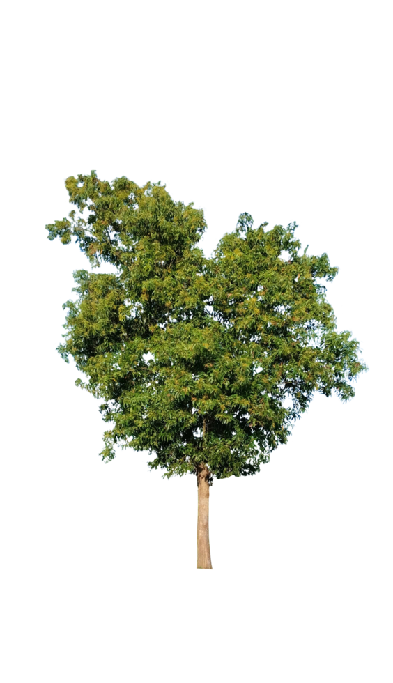 un solo árbol con hojas verdes aislado en un fondo blanco transparente. imagen de árbol png. png