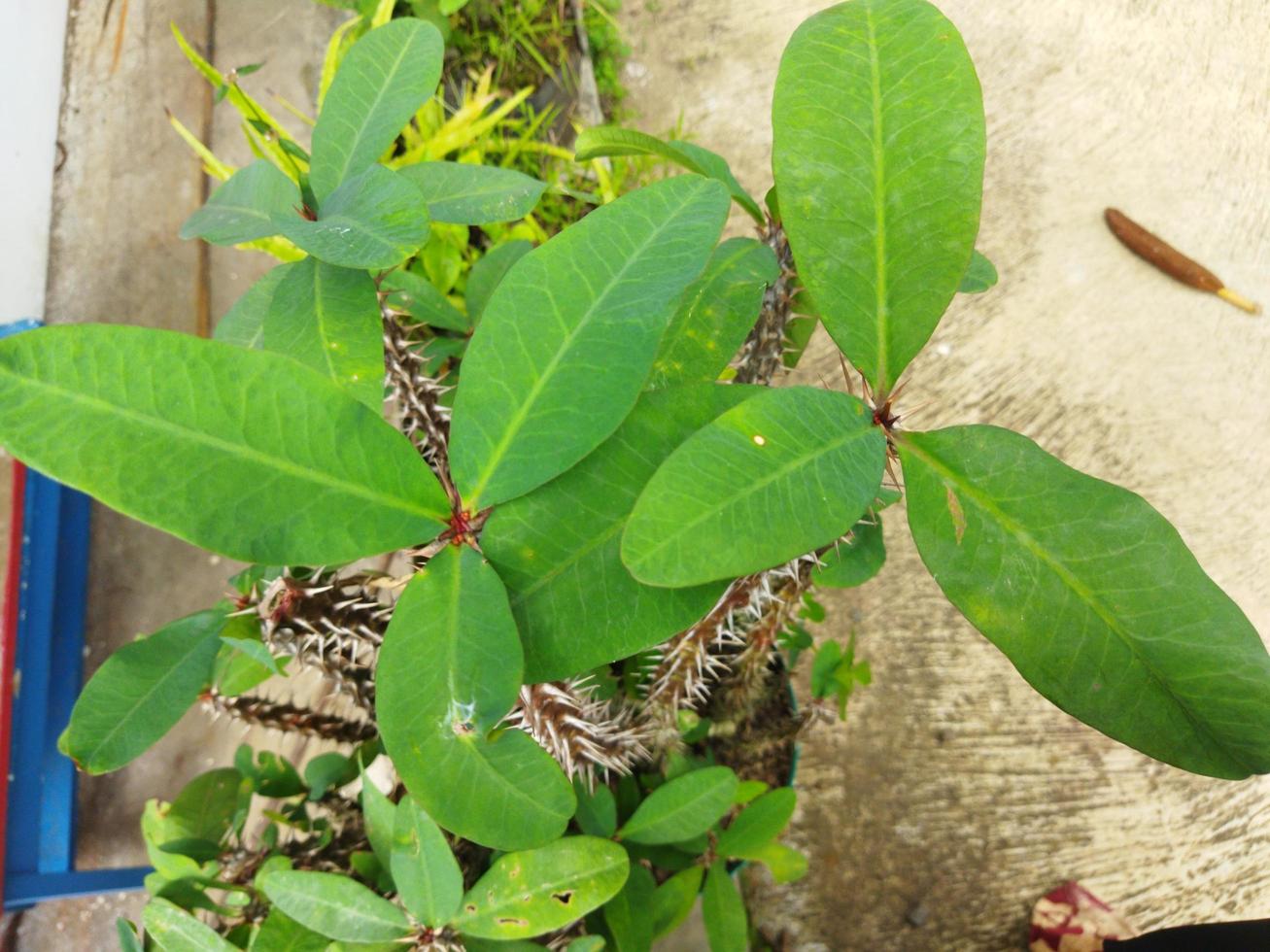 Green leaves flowers in pot photo