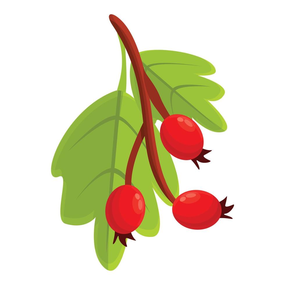 Fresh hawthorn icon, cartoon style vector