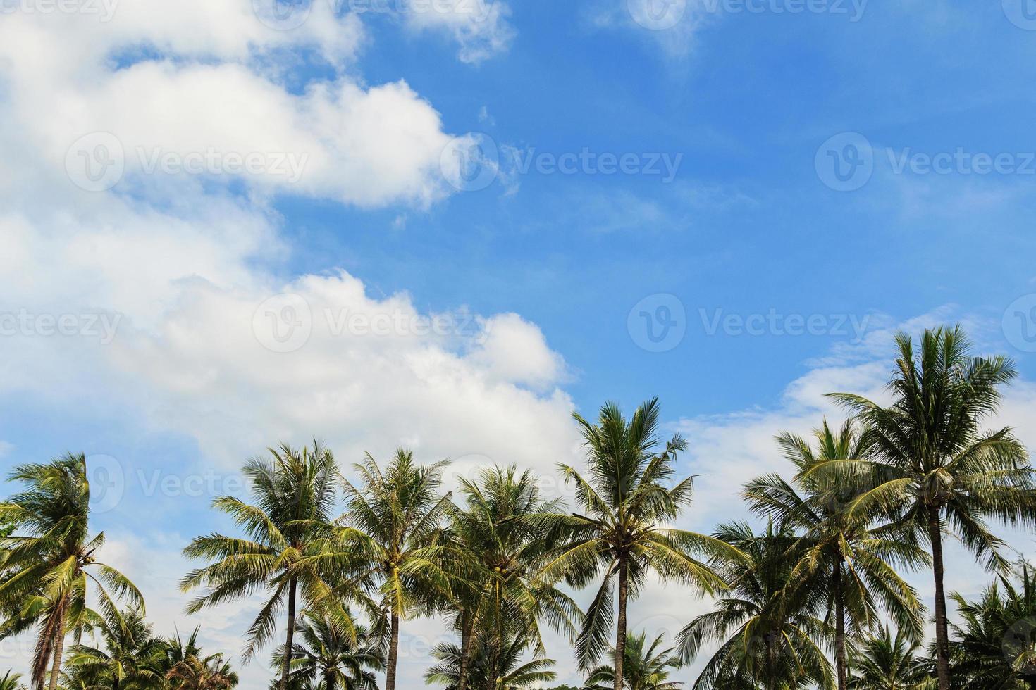 Green coconut palm trees and beautiful sky with clouds photo
