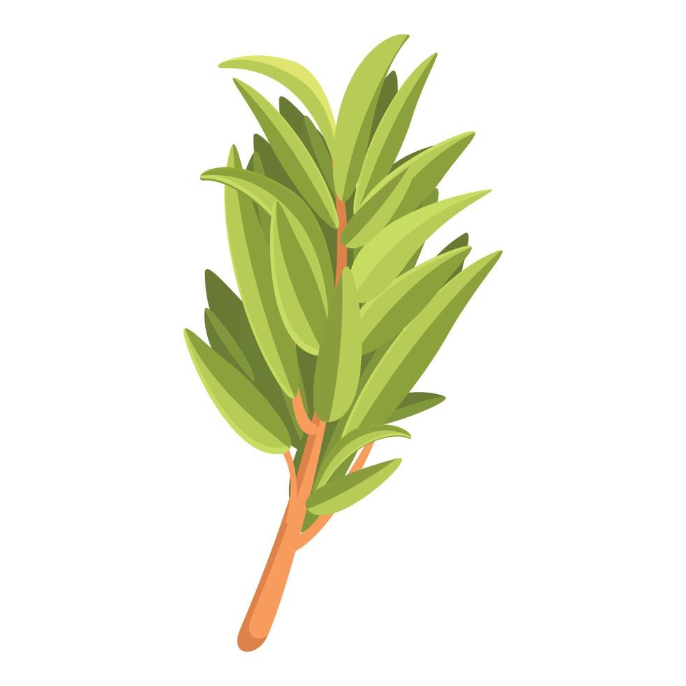 Branch of thyme icon, cartoon style vector