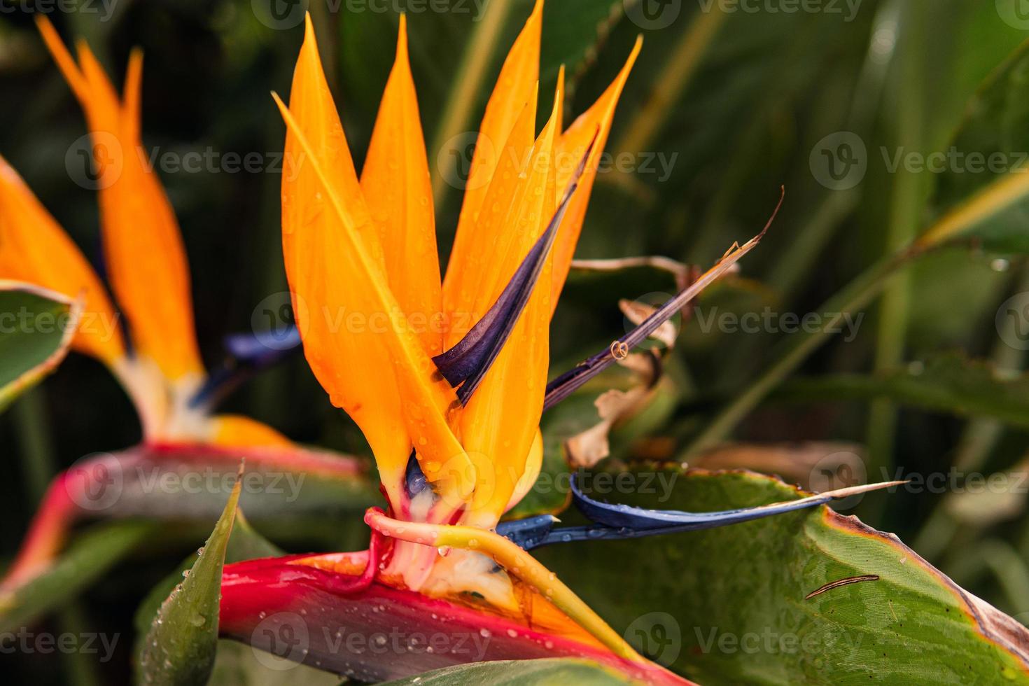 Closeup shot of bird of paradise flower in the tropical forest. photo