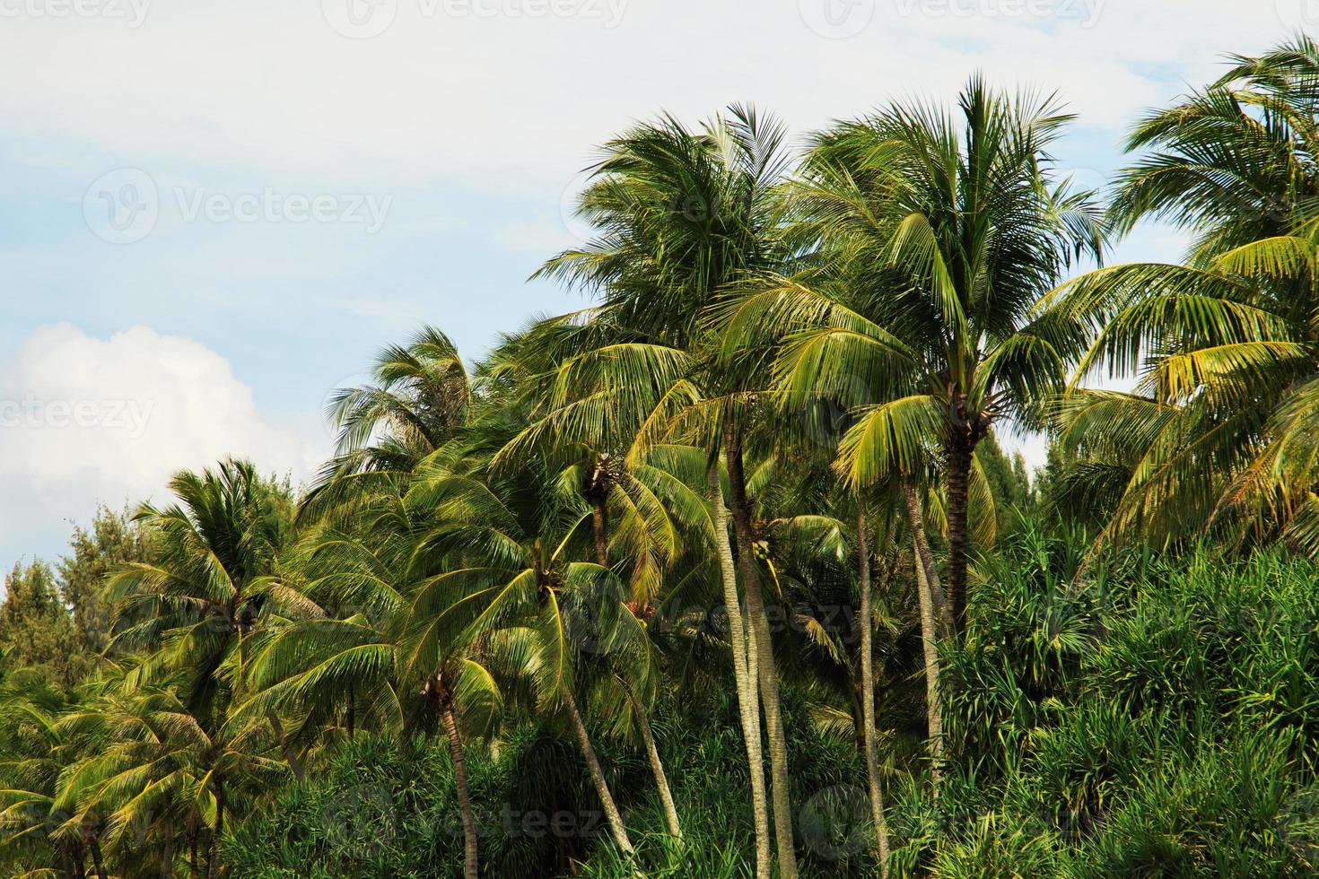 palmeras de coco verde y hermoso cielo con nubes foto