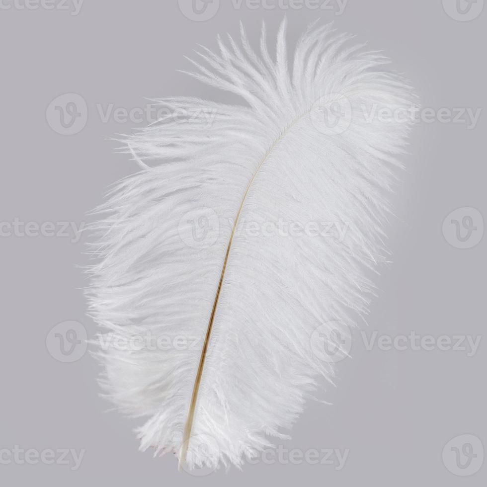 White ostrich feather isolated on gray background photo