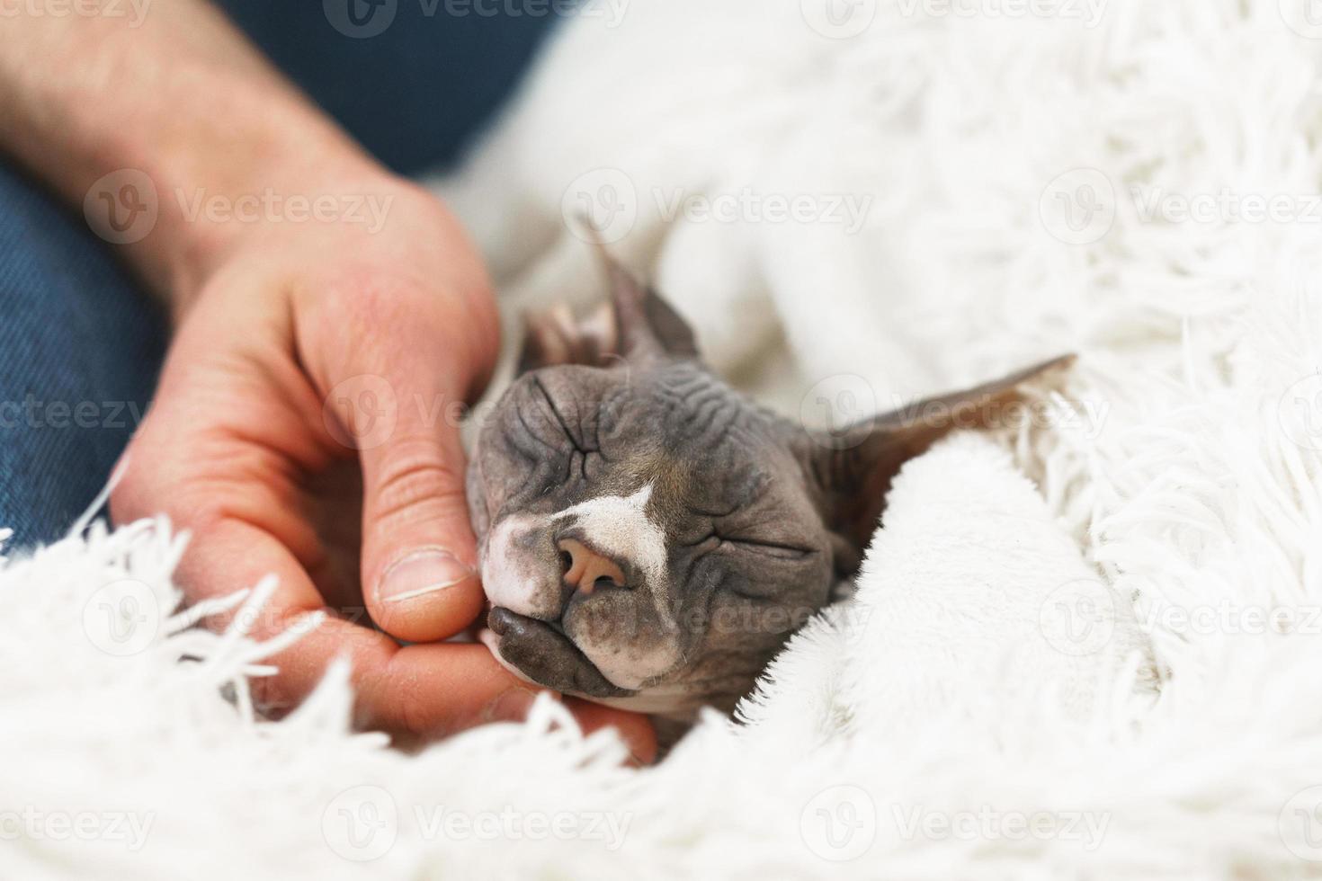 Lazy cute cat is lying under blanket photo