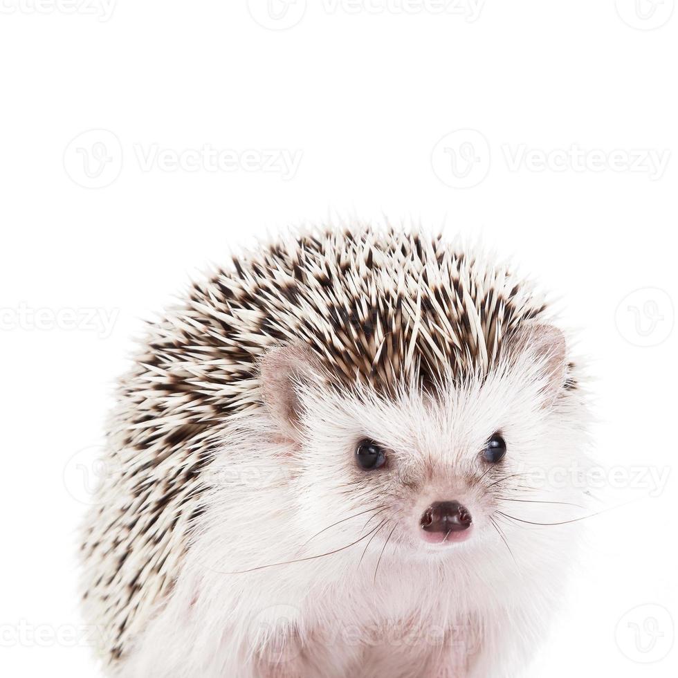 African hedgehog view photo