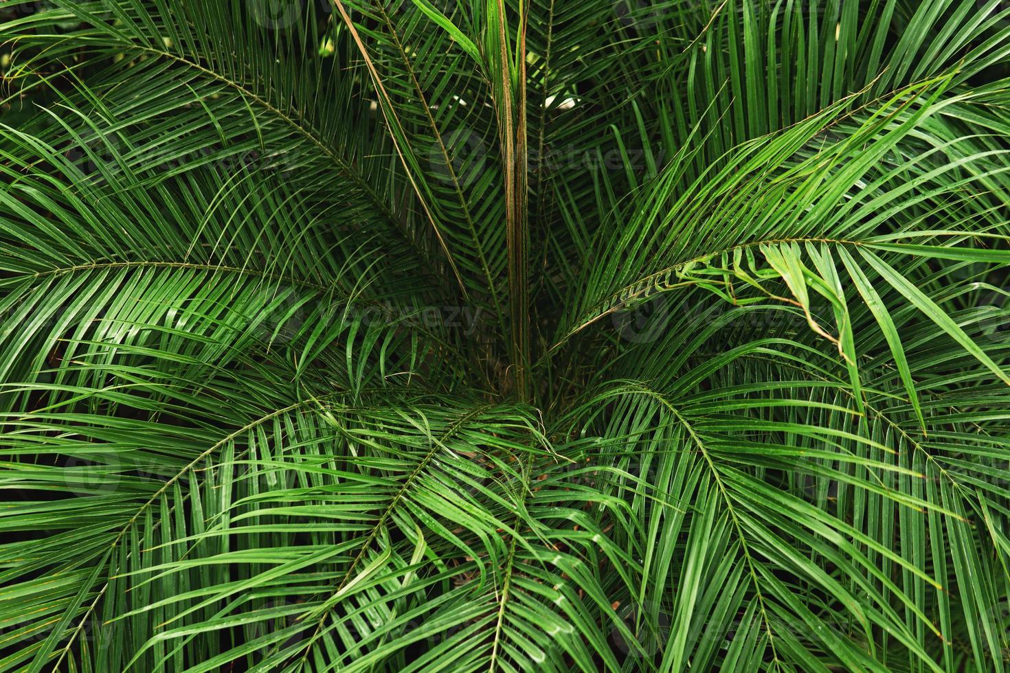 Closeup of green palm leaves in the tropical forest. photo