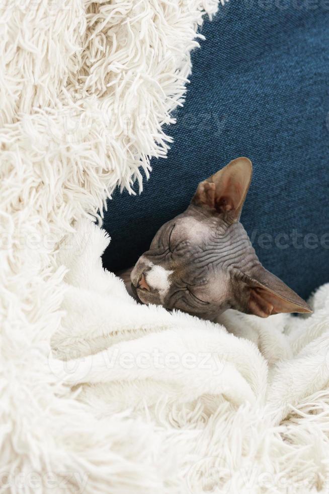 Lazy cute cat is lying under blanket photo