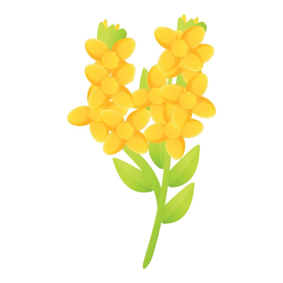 Jojoba flower icon, cartoon style vector