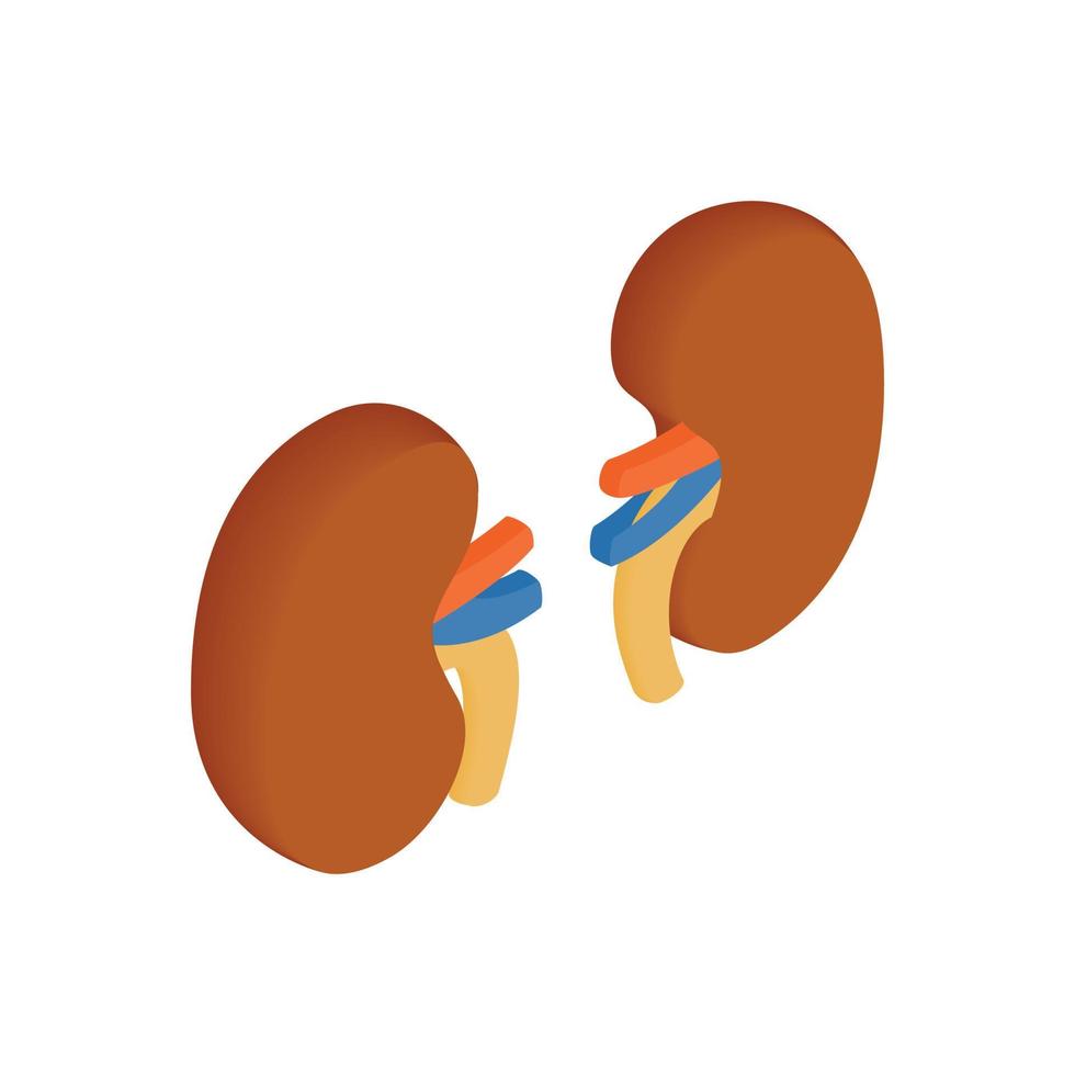 Kidneys isometric 3d icon vector