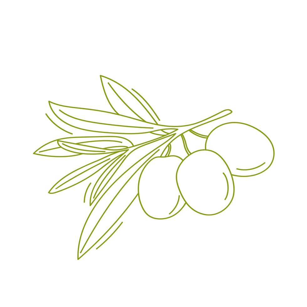 Hand drawn olive branch vector