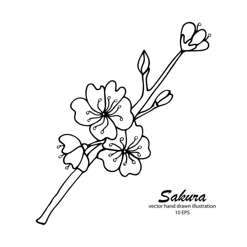 garabato botánico dibujado a mano de manzana, sakura, cerezo y flor de ciruelo. ilustración de vector floral en contorno negro sobre un fondo blanco para colorear.