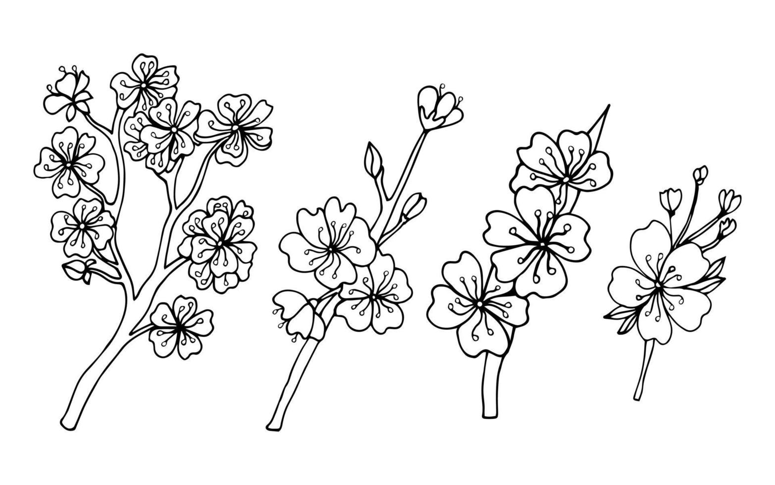 Branches of cherry blossoms with leaves. Sketch sakura flowers. vector