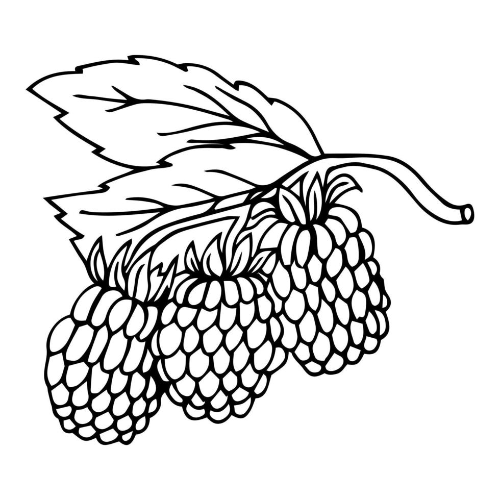 Raspberry vector drawing. Isolated berry branch sketch on white background. Summer fruit engraved style illustration. Detailed hand drawn vegetarian food. Great for label, poster, print