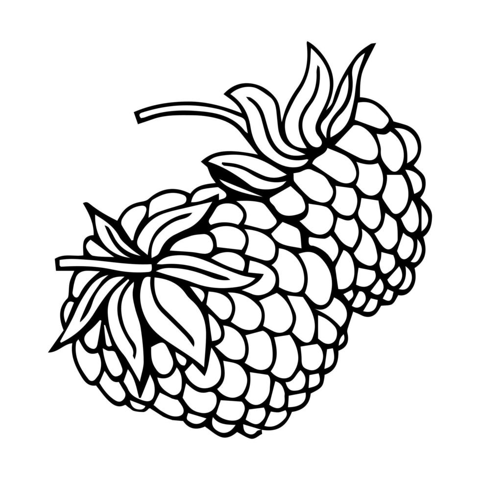 Hand drawn vector raspberry. Doodle raspberries on a white background. Sweet food.