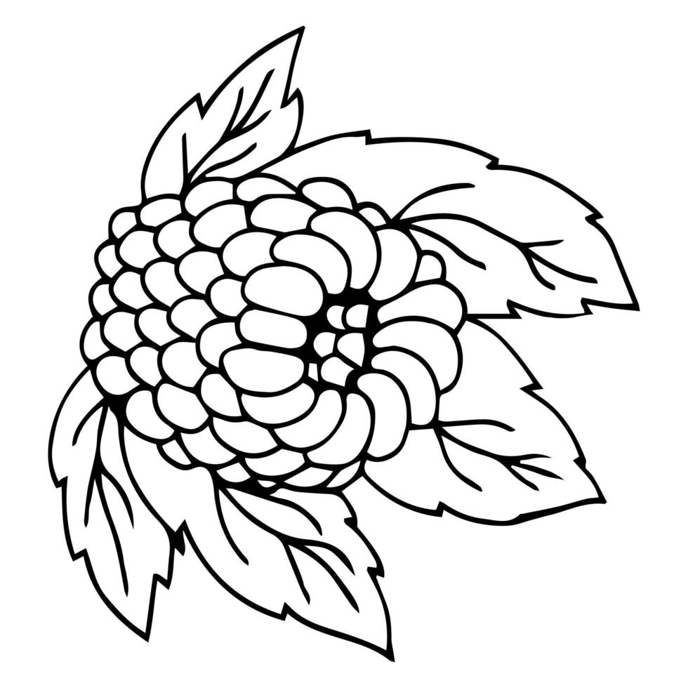 Raspberry vector drawing. Isolated berry branch sketch on white ...