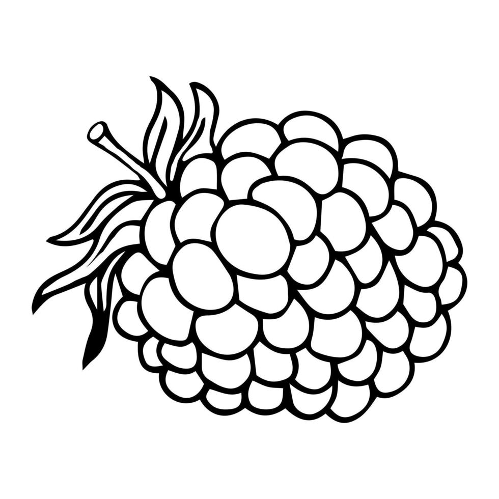 Raspberry vector drawing. Isolated berry branch sketch on white background. Summer fruit engraved style illustration. Detailed hand drawn vegetarian food. Great for label, poster, print