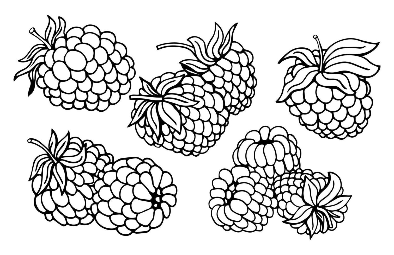 Raspberry vector drawing. Isolated berry branch sketch on white background. Summer fruit engraved style illustration. Detailed hand drawn vegetarian food. Great for label, poster, print