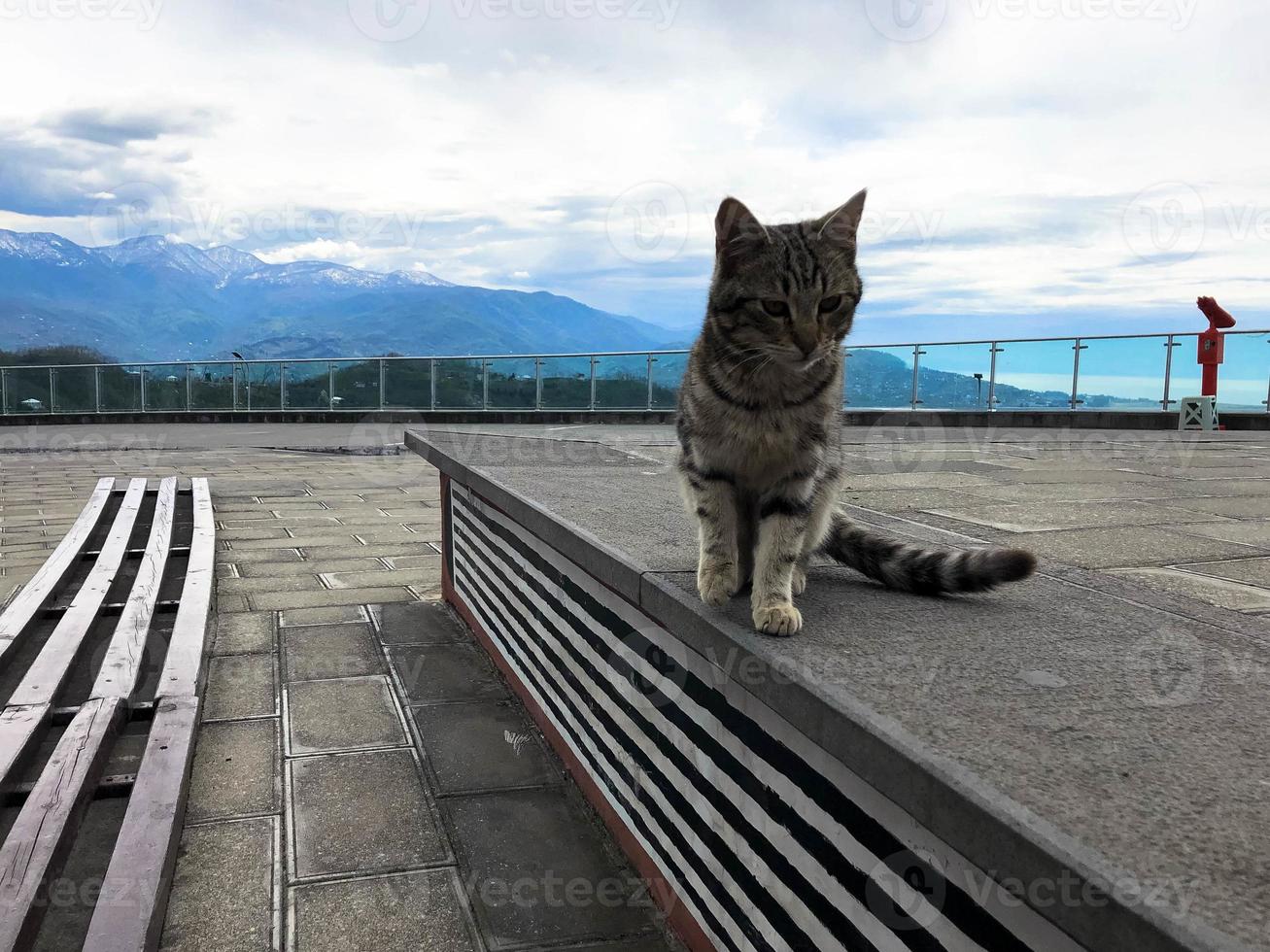A multi-colored little cat sits on a pedestal against the background of a bright blue saturated sky and mountains photo