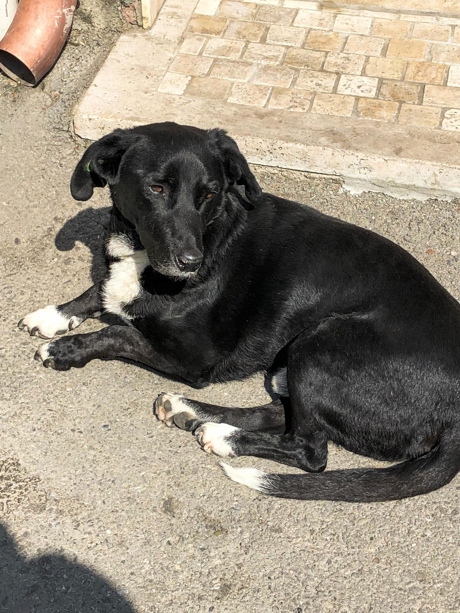 hermoso perro mestizo sin hogar negro con ojos tristes tirados en el suelo,  descansando 14376316 Foto de stock en Vecteezy