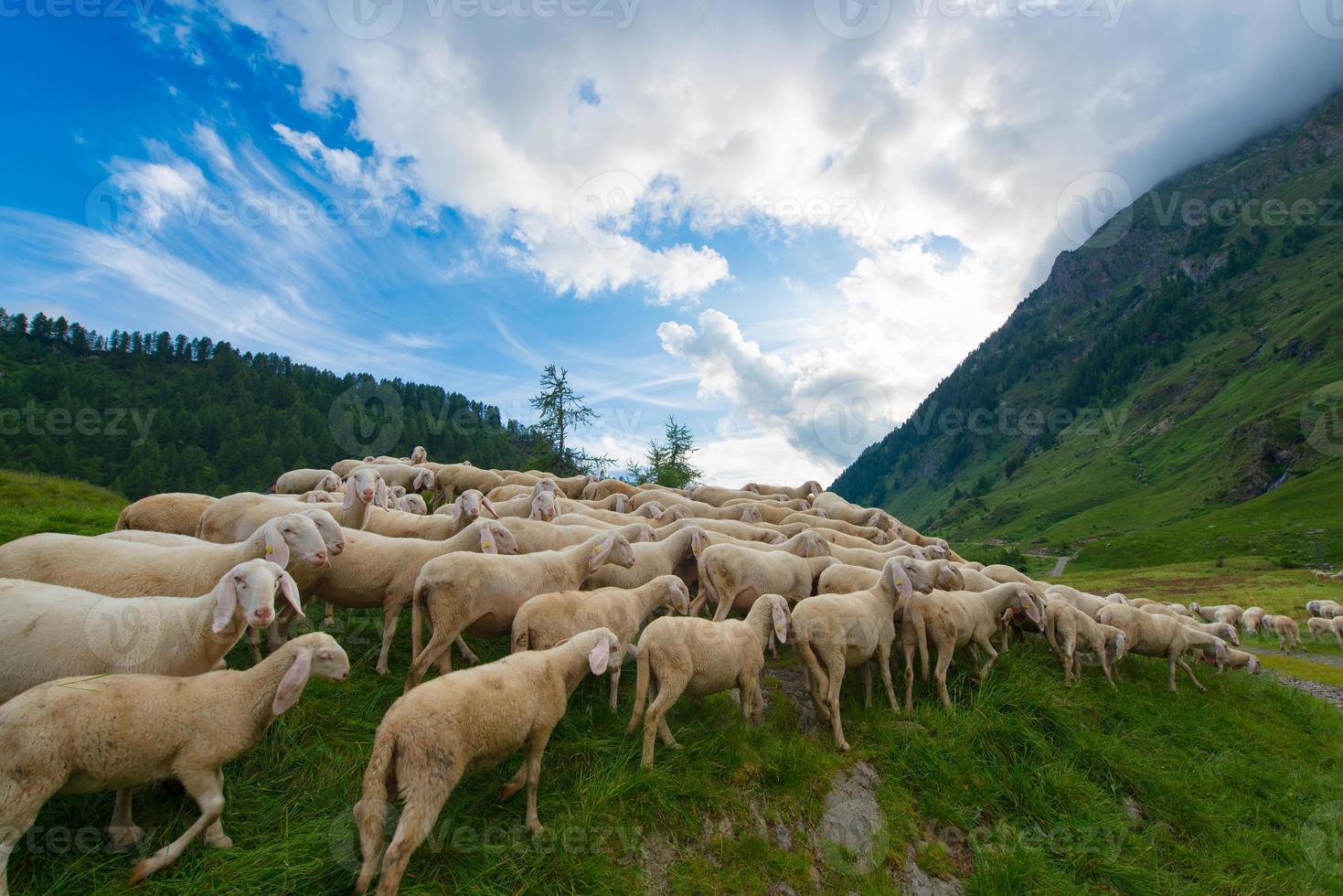 Transhumance of sheep in the mountains photo