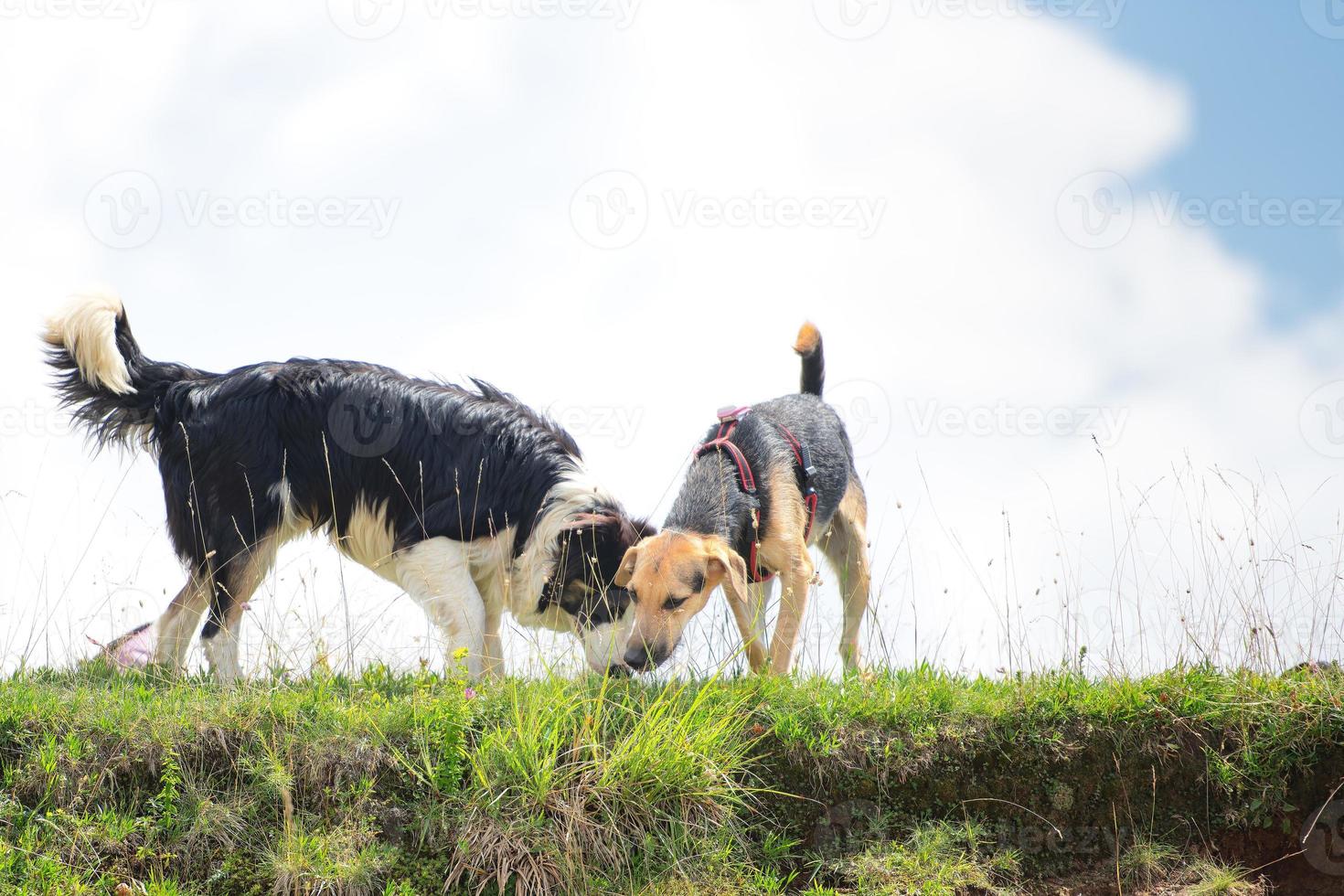 Two dogs smell something in the meadow photo