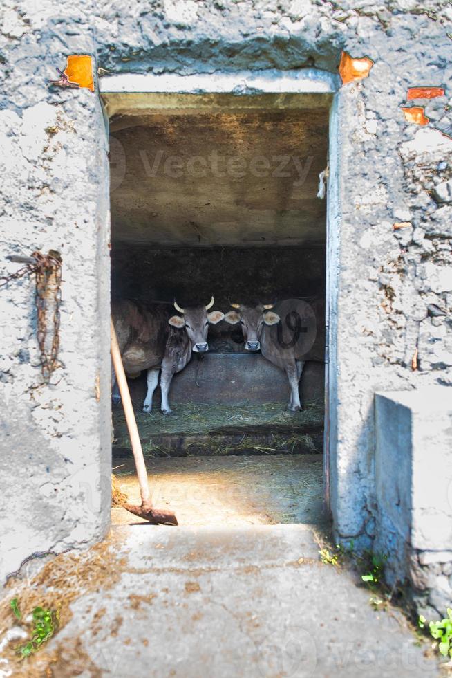 Stable with cows in the Italian Alps photo