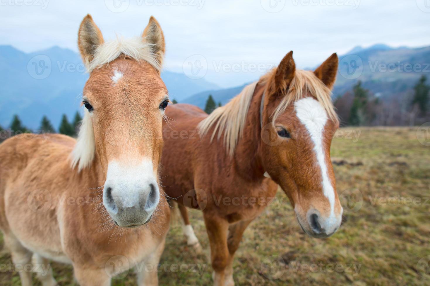 Two horses in the meadow photo