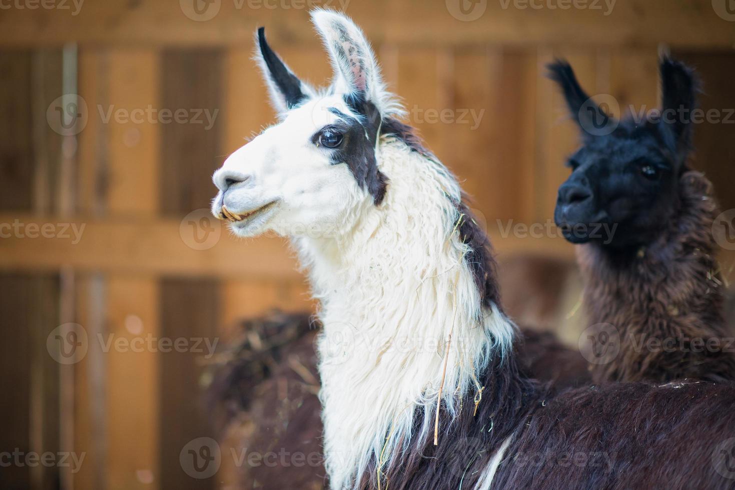 Some lama in an animal center and farmhouse photo