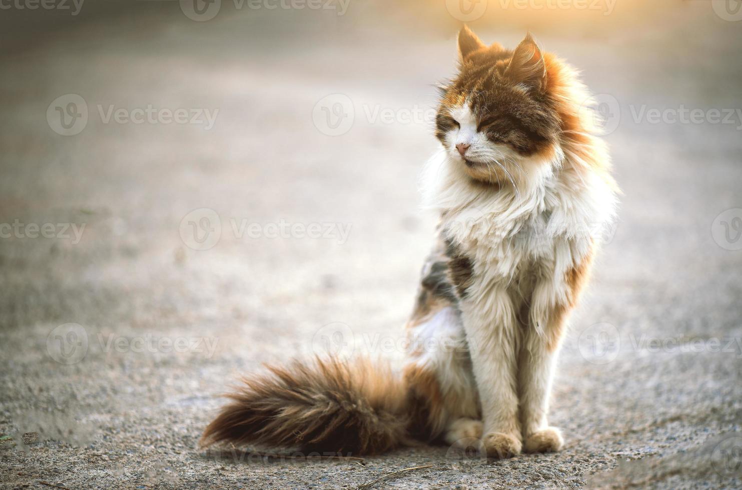 White and brown cat crouched on the ground photo