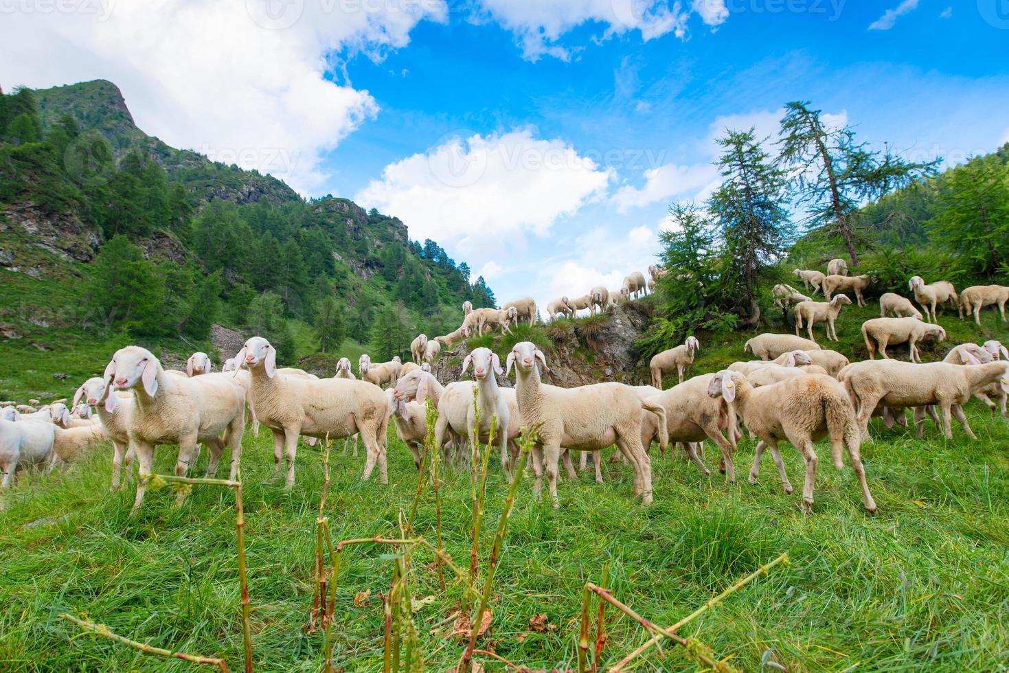 Transhumance of sheep in the mountains photo