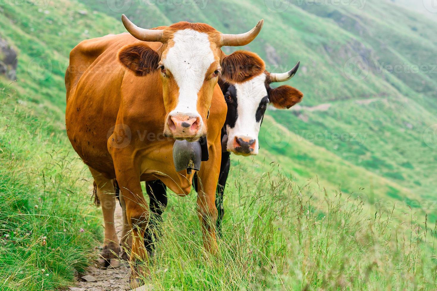 Two cows in a mountain pasture photo