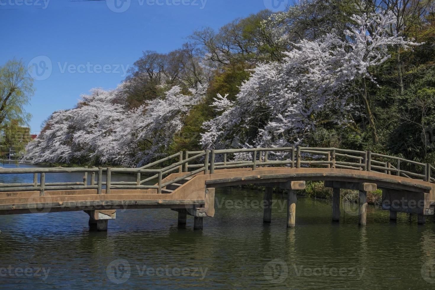 Cherry blossom festival in Japan photo