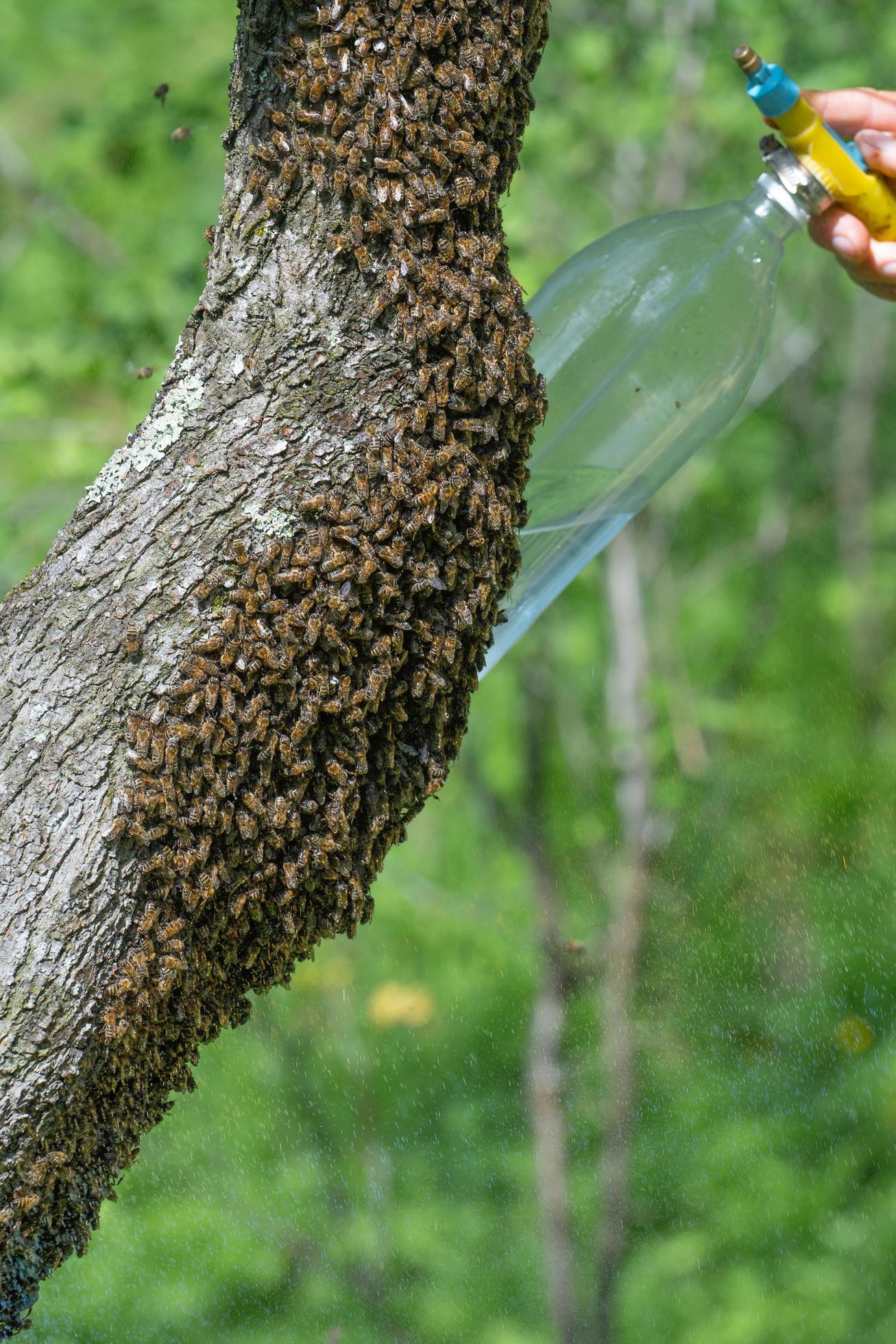 Spraying a swarm of bees with water, honey bees are wet. 14377795 Stock