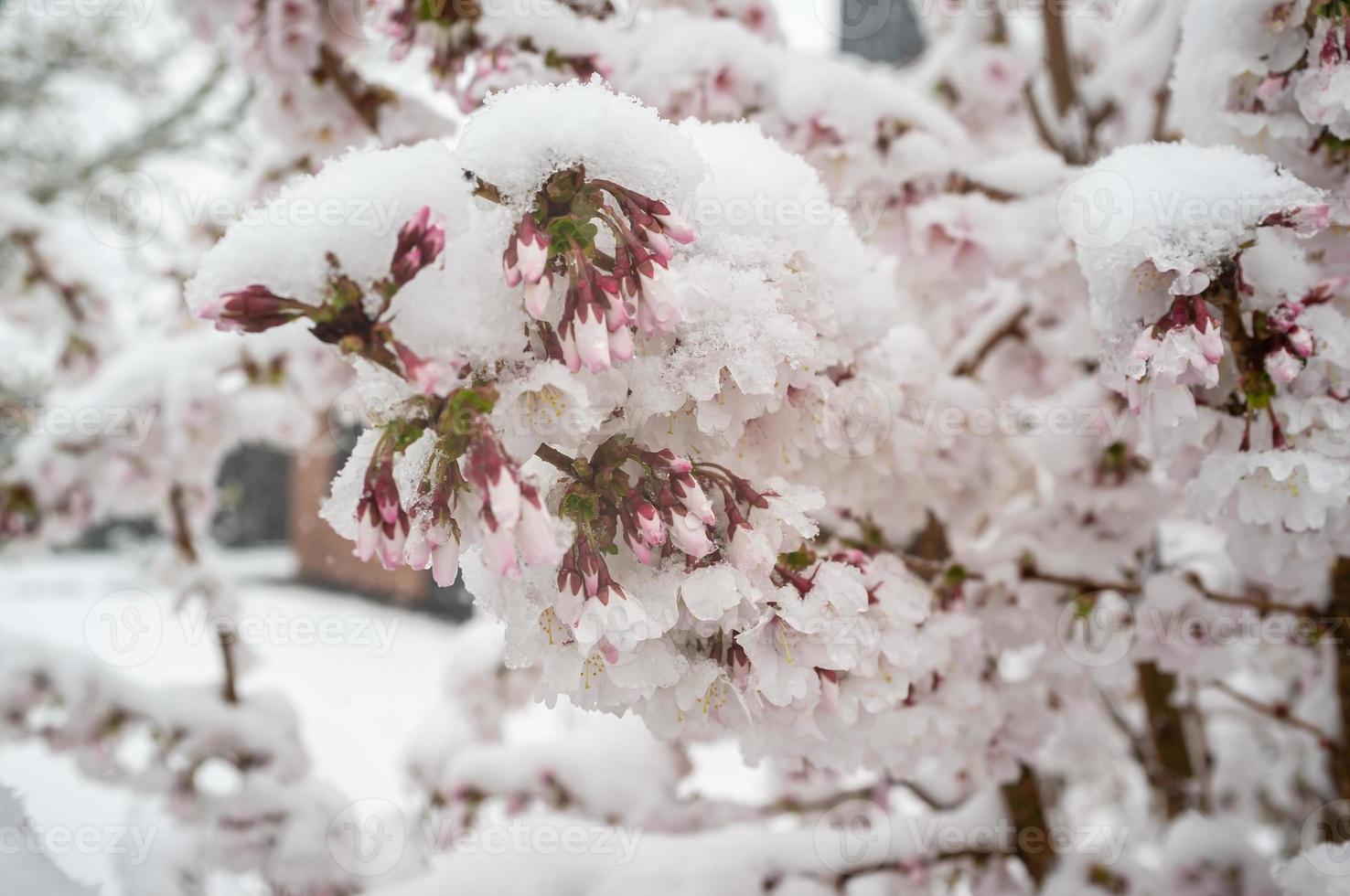 flores de sakura en la nieve, en primavera. hermosas flores de cerezo de color rosa blanco con mal tiempo. foto