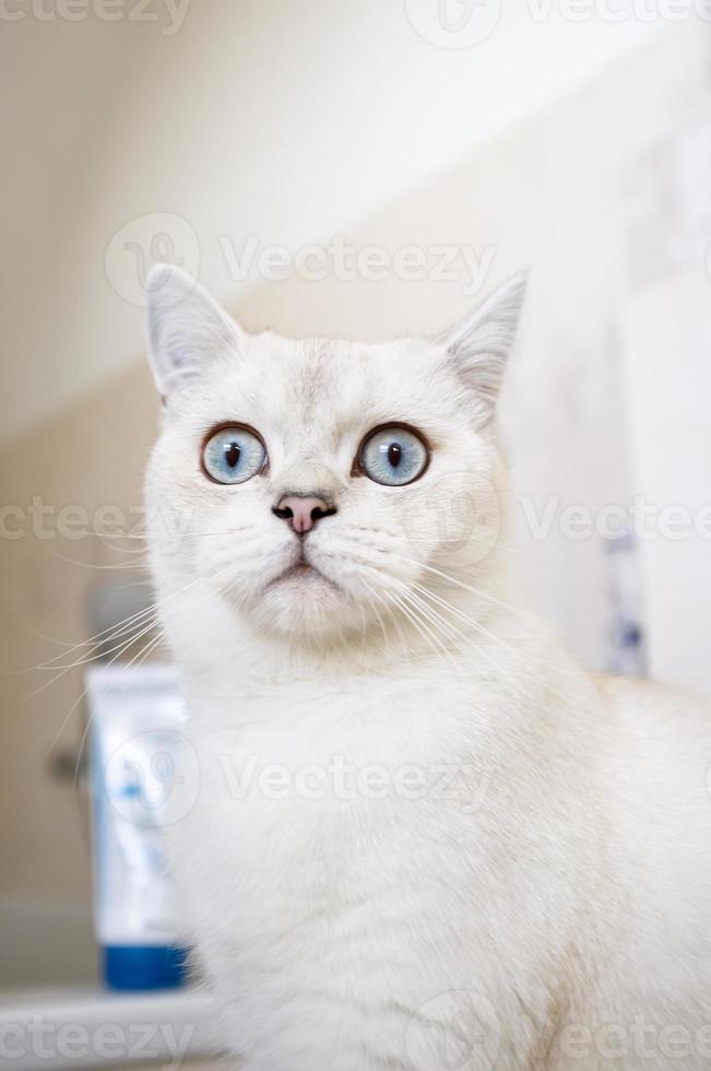 Stunned cat is shocked and looks with big blue eyes, on a blurred background. photo