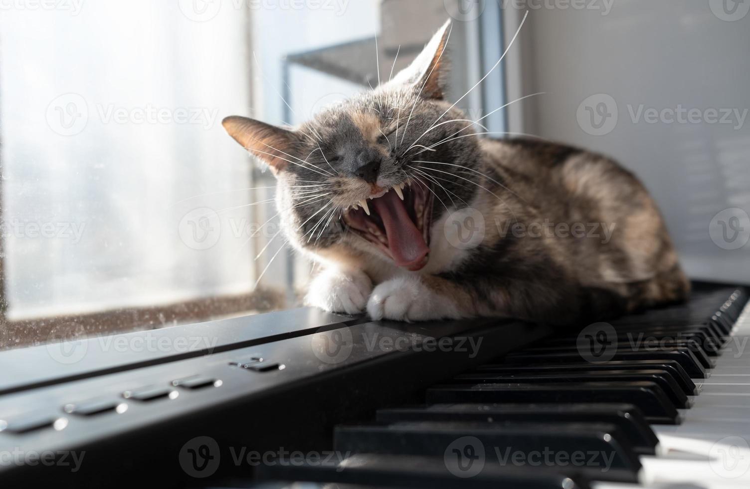 Funny cat lies on the piano with his eyes closed and yawns, as if singing, in the rays of the warm sun. photo