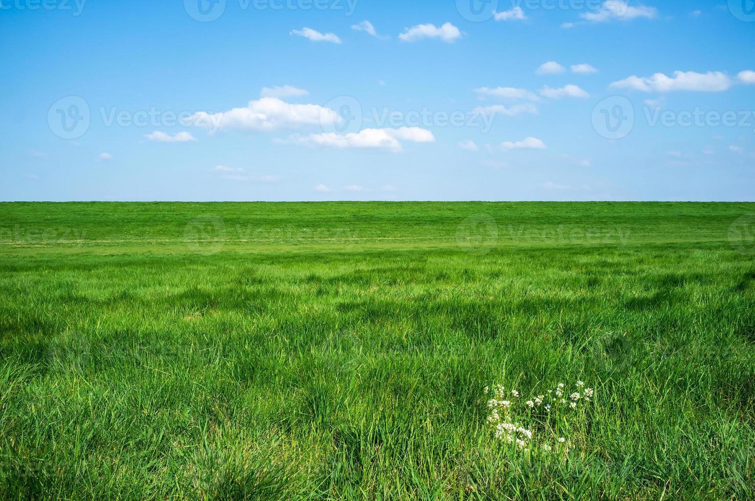 Rural landscape.Field with green fresh grass against a blue sky and white clouds, on a spring sunny day. Beautiful picture. photo