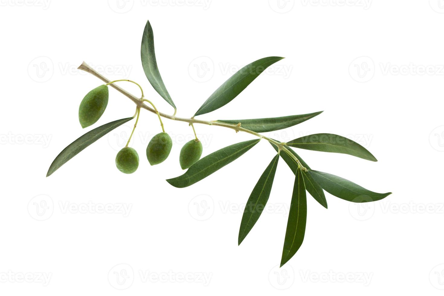 Fresh olive branch leaves and olive fruit isolated on white background photo