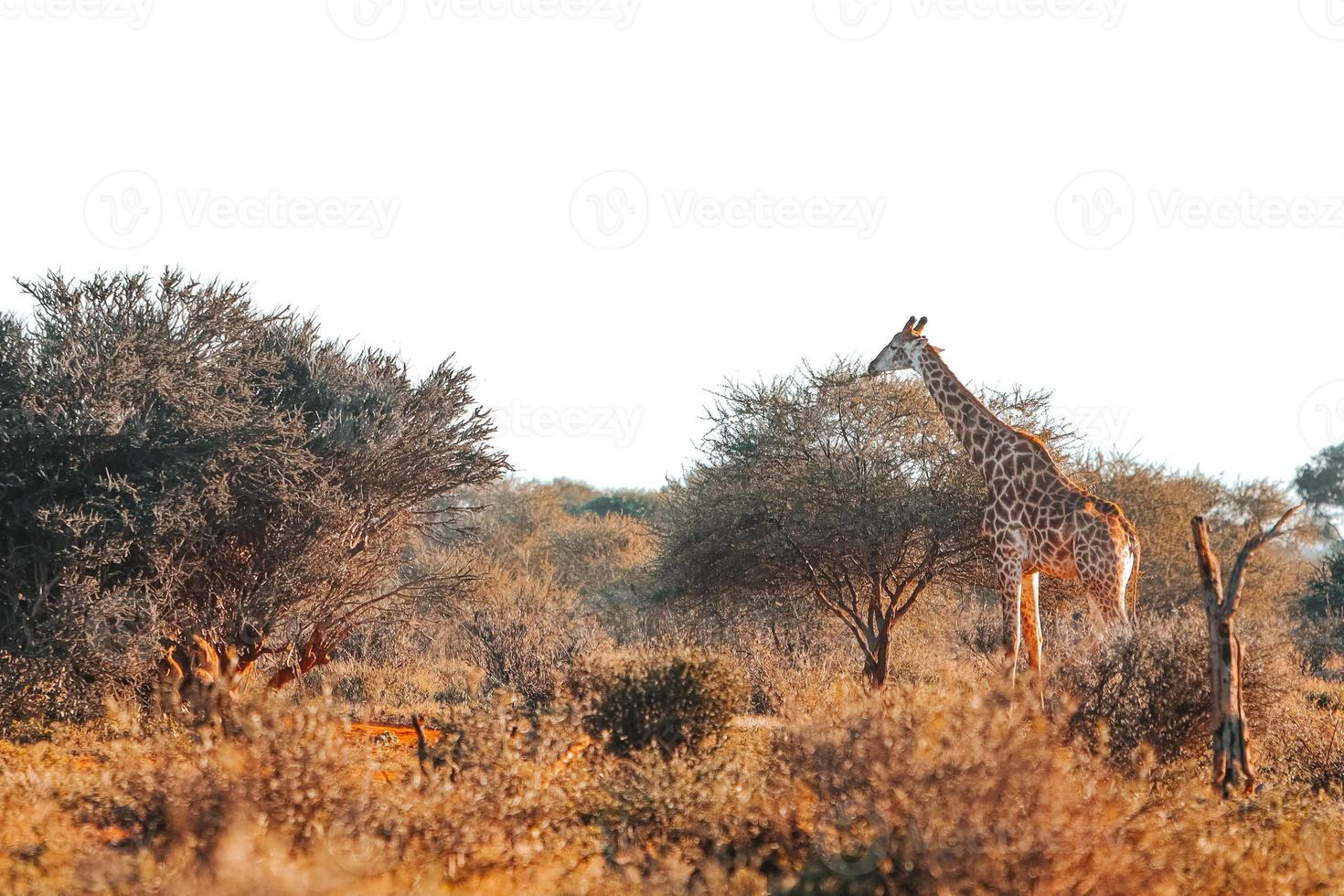 Giraffe at sunset photo