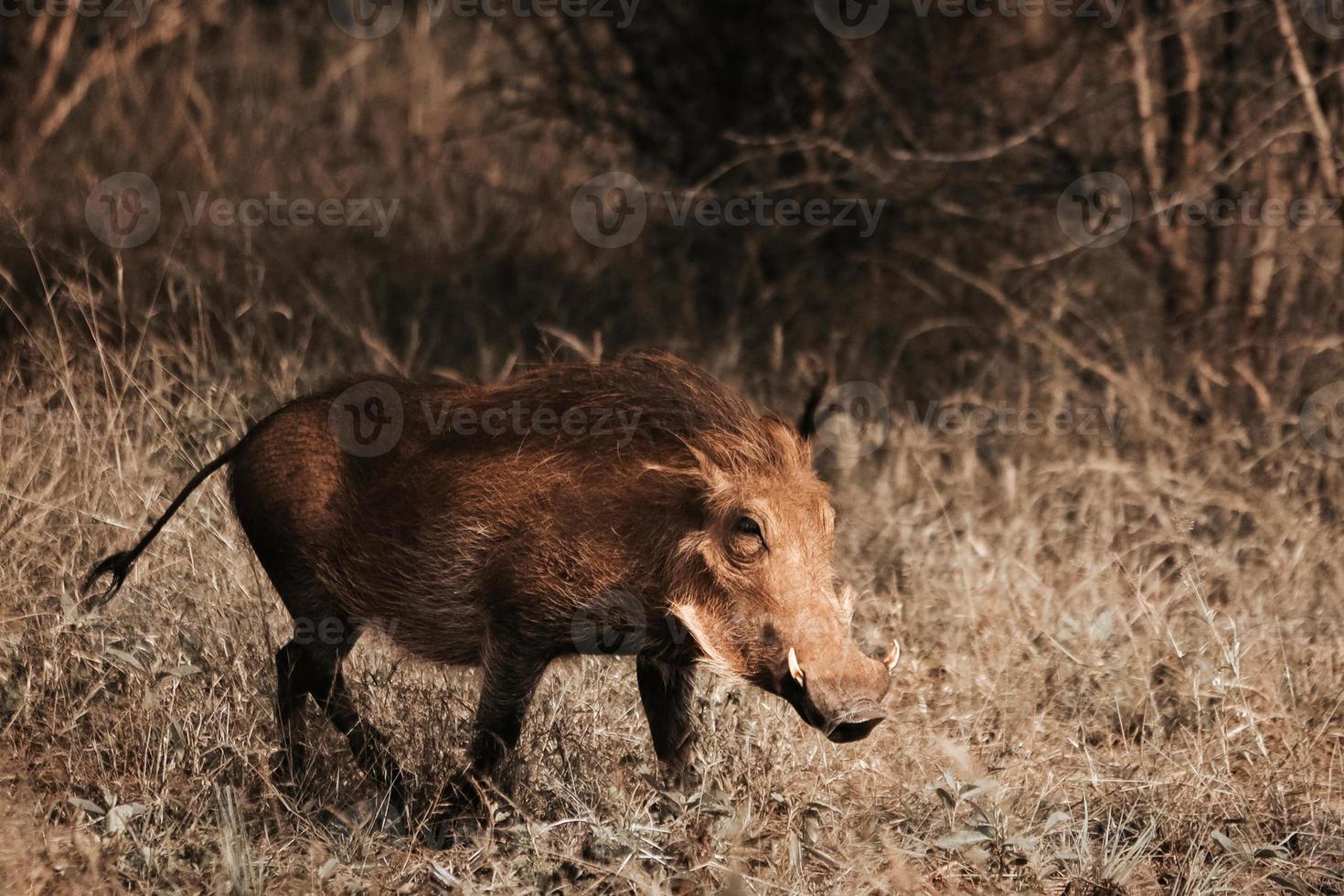 Warthog, South Africa photo