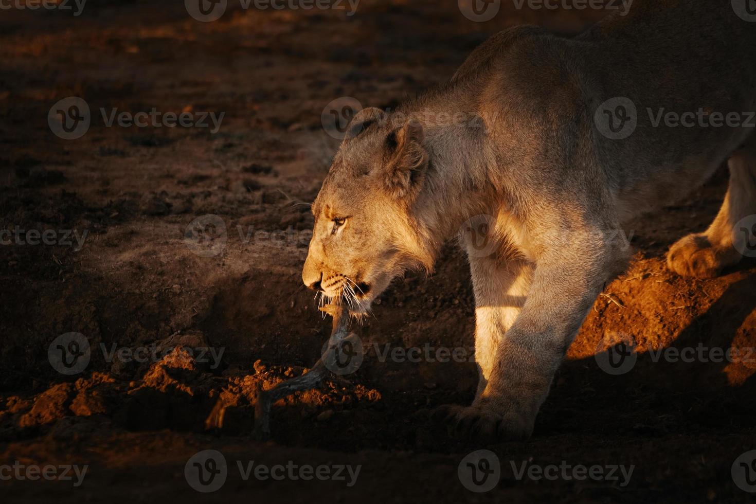 Female african lion playing with a stick at sunset photo